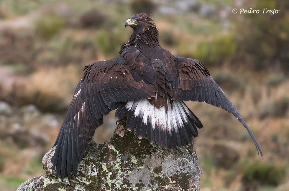 Águila real (Aguila chrysaetos)